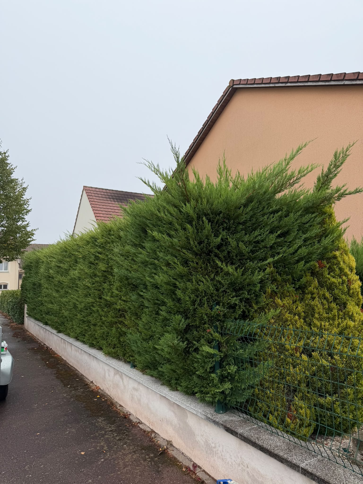 Haie de thuyas avant la taille d'entretien à Pulnoy
