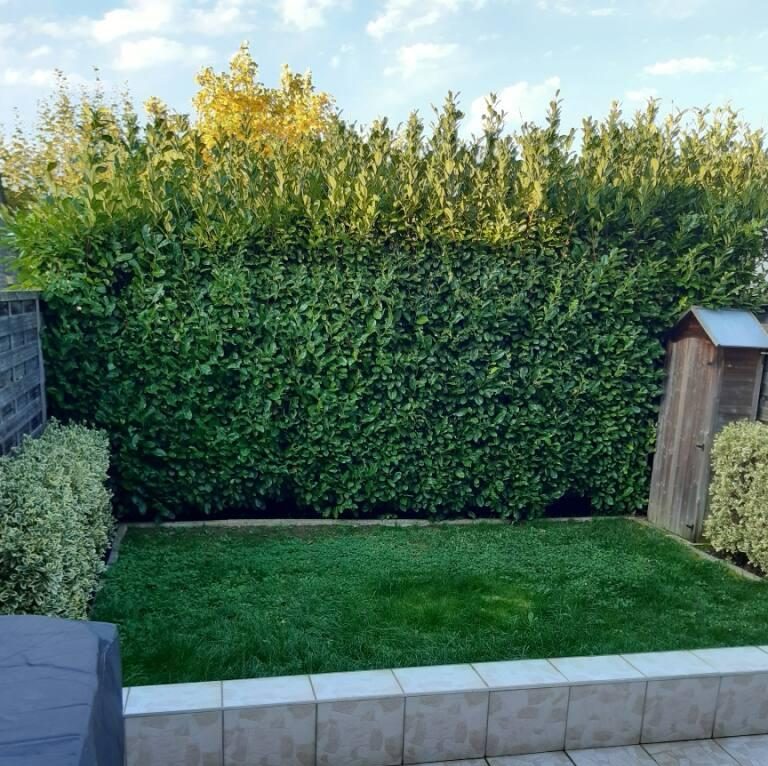 Haie de lauriers avant la taille à Laxou